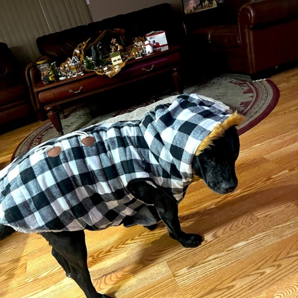 Brand new only worn for a minute for photos large jacket for dogs